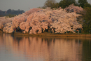 Cherry Blossom Festival 022