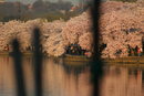 Cherry Blossom Festival 028