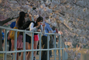 Cherry Blossom Festival 038