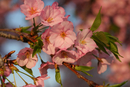 Cherry Blossom Festival 045