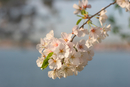 Cherry Blossom Festival 055