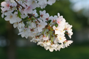 Cherry Blossom Festival 056