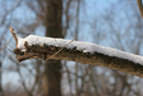 Snowy-Tree-1