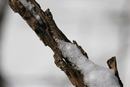 Snow-Branches-1