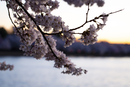 Cherry-Blossoms-2019-014