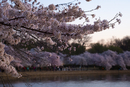 Cherry-Blossoms-2019-015