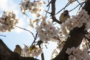 Cherry-Blossoms-2019-041