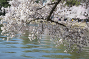 Cherry-Blossoms-2019-042