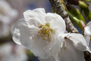 Cherry-Blossoms-2019-043