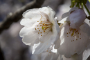 Cherry-Blossoms-2019-044