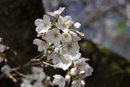 Cherry-Blossoms-2019-045