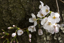 Cherry-Blossoms-2019-046