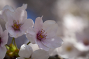 Cherry-Blossoms-2019-047