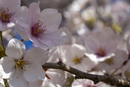Cherry-Blossoms-2019-048