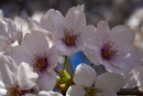 Cherry-Blossoms-2019-049
