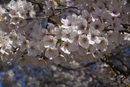 Cherry-Blossoms-2019-050