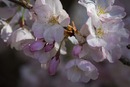 Cherry-Blossoms-2019-052