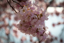 Cherry-Blossoms-2019-054