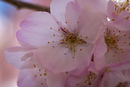 Cherry-Blossoms-2019-056