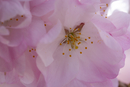 Cherry-Blossoms-2019-057