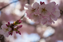 Cherry-Blossoms-2019-058