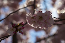 Cherry-Blossoms-2019-059