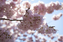 Cherry-Blossoms-2019-060