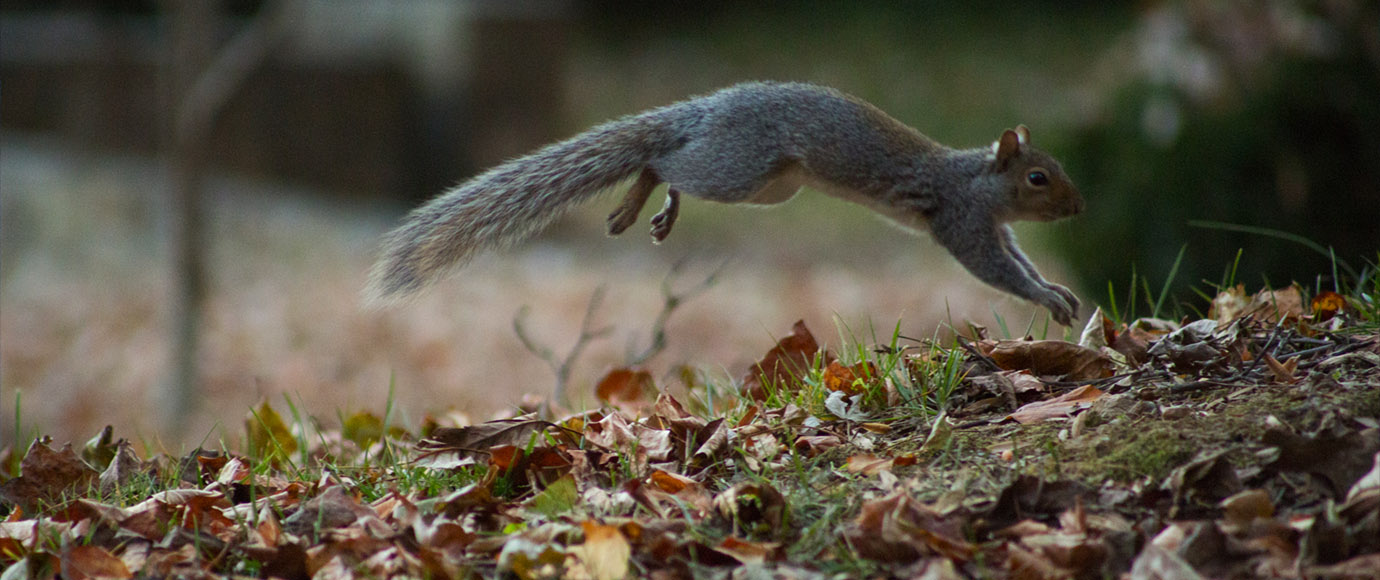 Squirrel Jumping