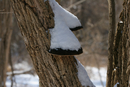 Snowy-Tree-2