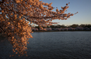 Cherry-Blossoms-2019-022