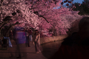 Cherry-Blossoms-2019-031