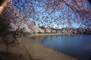 Cherry-Blossoms-2019-032