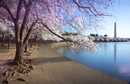 Cherry-Blossoms-2019-033