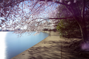 Cherry-Blossoms-2019-035