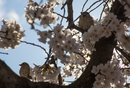 Cherry-Blossoms-2019-040
