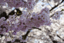 Cherry-Blossoms-2019-051